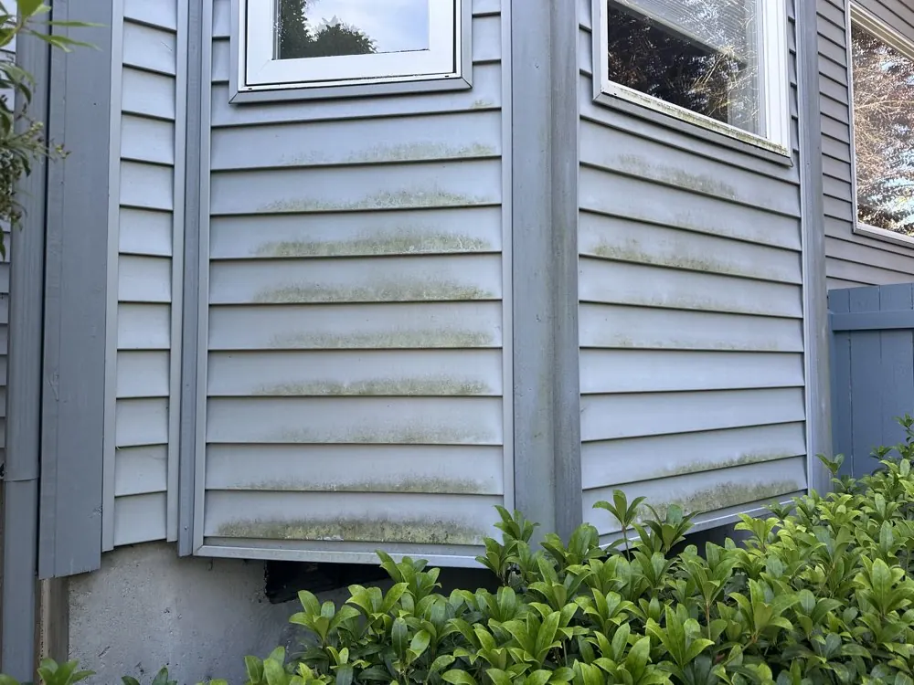 Three-story house before pressure washing, with green algae streaking across the vinyl siding