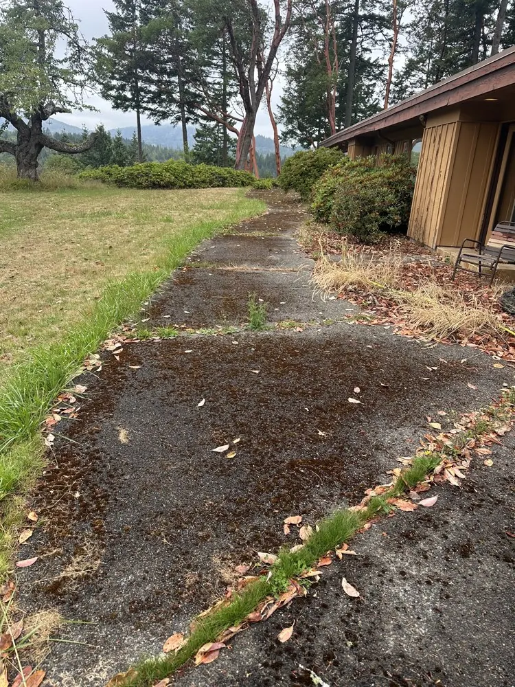 Aggregate driveway before pressure washing, walkway blackened with algae