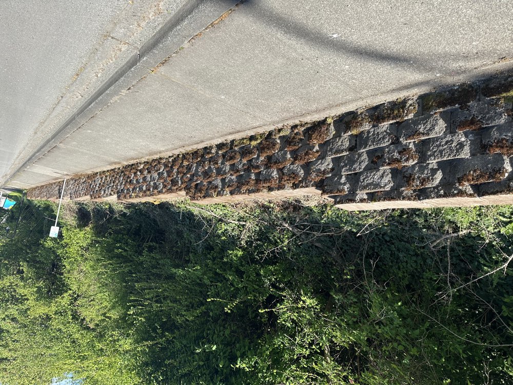 Downtown Port Angeles retaining wall before cleaning, covered in moss and algae